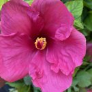 EXOTIC FUCHSIA MAGENTA HIBISCUS STARTER LIVE PLANT 5" TALL