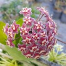 Hoya Pubicalyx mottled silver leaf live plant Wax plant tropical vine 5" tall