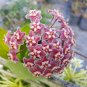 Hoya Pubicalyx mottled silver leaf live plant Wax plant tropical vine 5" tall