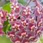 Hoya Pubicalyx mottled silver leaf live plant Wax plant tropical vine 5" tall