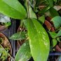 Hoya Pubicalyx mottled silver leaf live plant Wax plant tropical vine 5" tall