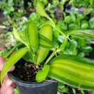 Variegated Vanilla Bean Orchid Live Plant Vanilla planifolia variegata in 4" Pot