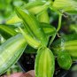 Variegated Vanilla Bean Orchid Live Plant Vanilla planifolia variegata in 4" Pot