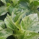 Marble Queen Pothos 4 Leaves in 4" Pots Easy Tropical Indoors/Outdoors plants Marble Queen Pothos 4 Leaves in 4" Pots Easy Tropical Indoors/Outdoors plants