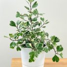 Variegated Ficus triangularis Live Plant 10" tall In 4" Pot