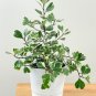 Variegated Ficus triangularis Live Plant 10" tall In 4" Pot
