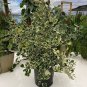 Variegated Ficus triangularis Live Plant 10" tall In 4" Pot
