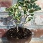 Variegated Ficus triangularis Live Plant 10" tall In 4" Pot