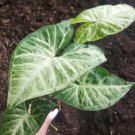 Syngonium Podophyllum Arrowhead Plant White Butterfly CUTTING 7"