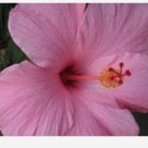 SEMINOLE PINK HIBISCUS WELL ROOTED STARTER LIVE PLANT 5" TALL SEMINOLE PINK HIBISCUS WELL ROOTED STARTER LIVE PLANT 5" TALL