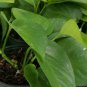 Jade Green Pothos well rooted tropical Indoors & Outdoors live plant