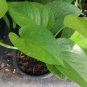 Jade Green Pothos well rooted tropical Indoors & Outdoors live plant