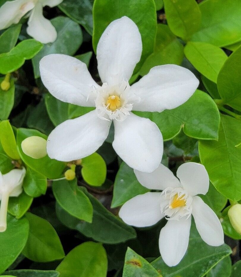 Wrightia antidysenterica Asian Snow Jasmine Starter Live Plant 2" tall