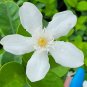 Wrightia antidysenterica Asian Snow Jasmine Starter Live Plant 2" tall