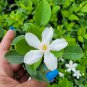 Wrightia antidysenterica Asian Snow Jasmine Starter Live Plant 2" tall
