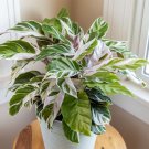 25 Pcs White Fusion Calathea Flower Seeds 25 Pcs White Fusion Calathea Flower Seeds