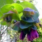 10 BLUE SHRIMP PLANT / HONEYWORT Seeds Cerinthe Major Flower Seed 10 BLUE SHRIMP PLANT / HONEYWORT Seeds Cerinthe Major Flower Seed