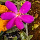 ECUADOR PRINCESS Tibouchina Bush Live Tropical Plant Purple Flower 2" tall