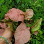 Pink Syngonium Podophyllum Arrowhead Live CUTTING 7" CUTTING WITH 5 LEAVES