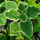 Variegated Cuban Oregano Mexican Mint Spanish Thyme Well Rooted plant 5"