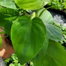 Heart Shape Leaf Philodendron Live Plant