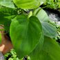 Heart Shape Leaf Philodendron Live Plant