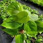 Heart Shape Leaf Philodendron Live Plant