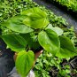 Heart Shape Leaf Philodendron Live Plant