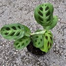 Maranta Green Rabbit's Foot Live Plant Prayer Plant in 4" pot