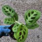 Maranta Green Rabbit's Foot Live Plant Prayer Plant in 4" pot