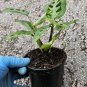 Maranta Green Rabbit's Foot Live Plant Prayer Plant in 4" pot