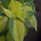 RARE BRAZIL BRASIL PHILODENDRON VINE LIVE PLANT IN 4" POT CLEAN AIR PURIFIER
