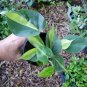 RARE BRAZIL BRASIL PHILODENDRON VINE LIVE PLANT IN 4" POT CLEAN AIR PURIFIER