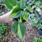 RARE BRAZIL BRASIL PHILODENDRON VINE LIVE PLANT IN 4" POT CLEAN AIR PURIFIER