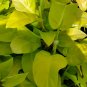 Philodendron Golden Goddess Neon vine tropical houseplant aroid 7" CUTTING