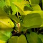 Philodendron Golden Goddess Neon vine tropical houseplant aroid 7" CUTTING