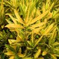 Codiaeum Variegatum Sunny Star Croton Live Plant 7" tall