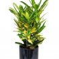 Codiaeum Variegatum Sunny Star Croton Live Plant 7" tall