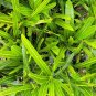 Codiaeum Variegatum Sunny Star Croton Live Plant 7" tall