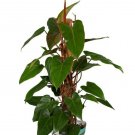 Philodendron Red Emerald 7" tall CUTTING