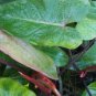 Philodendron Red Emerald 7" tall CUTTING