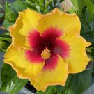 EXOTIC YELLOW HIBISCUS LIVE PLANT IN 4" POT 10" TALL EXOTIC YELLOW HIBISCUS LIVE PLANT IN 4" POT 10" TALL