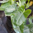 Philodendron Burle Marx Live Plant Cutting 5" tall cutting Philodendron Burle Marx Live Plant Cutting 5" tall cutting