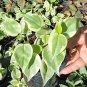 Cupid Peperomia Variegata Live Plant Trailing vine in 4" pot