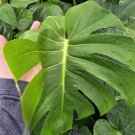Monstera Deliciosa Swiss Cheese Plant 7" CUTTING With Developing Node Monstera Deliciosa Swiss Cheese Plant 7" CUTTING With Developing Node