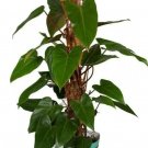 Philodendron Red Emerald Live Plant 12" Tall In 4" Pot