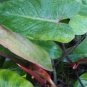Philodendron Red Emerald Live Plant 12" Tall In 4" Pot