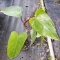 Philodendron Red Emerald Live Plant 12" Tall In 4" Pot