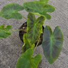 Colocasia Esculenta ILUSTRIS Elephant Ear Live Plant 10" In 4" Pot Colocasia Esculenta ILUSTRIS Elephant Ear Live Plant 10" In 4" Pot
