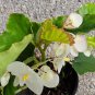 White Flowers Angel wing Begonia Live Plant 10" Tall In 4" Pot HousePlant